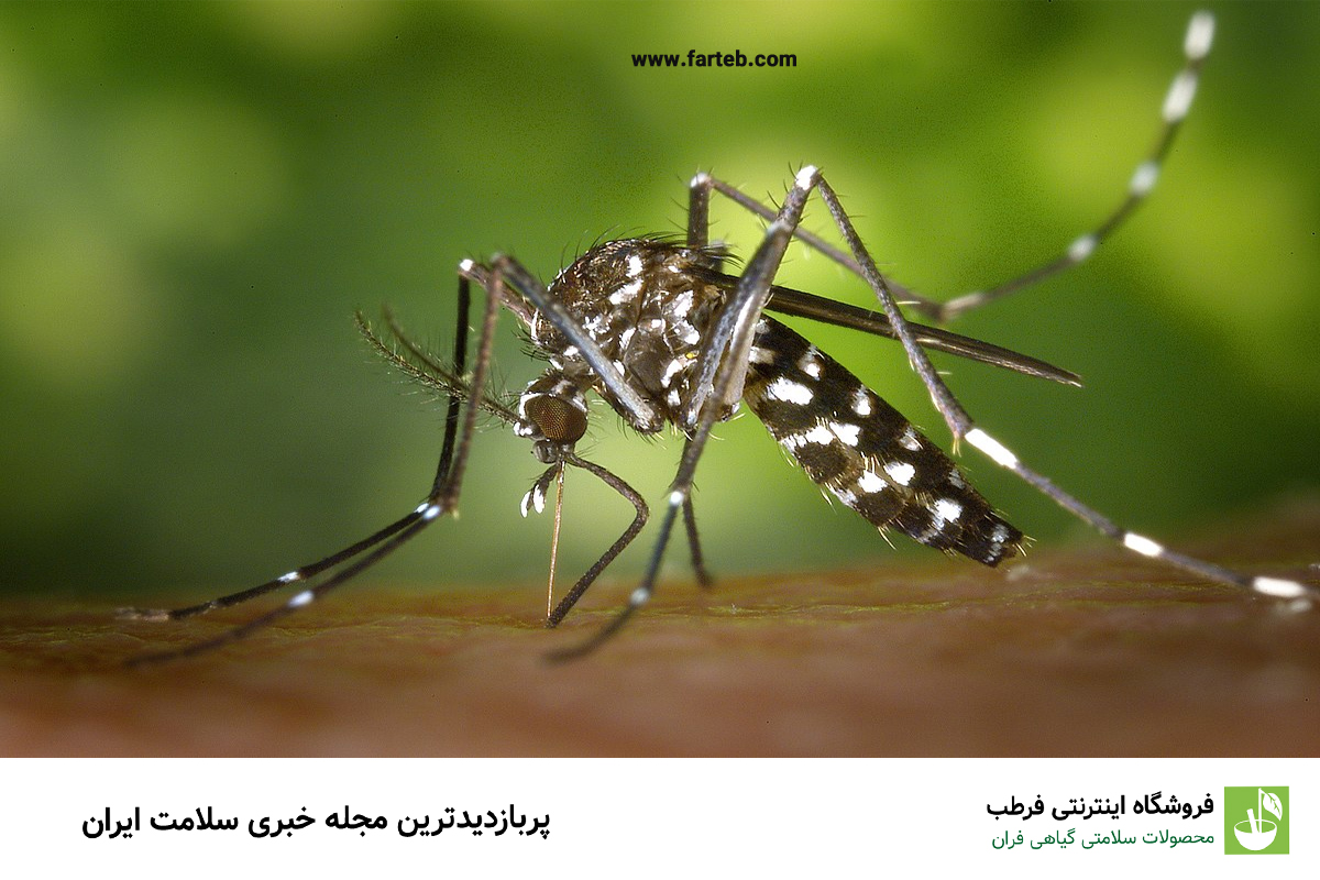  آنچه باید از از پشه آئدس و بیماری تب دنگی بدانیم/ راهکارهای پیشگیری از ابتلا به تب دنگی