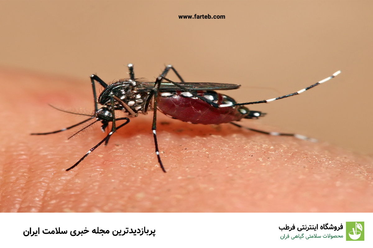  آنچه باید از از پشه آئدس و بیماری تب دنگی بدانیم/ راهکارهای پیشگیری از ابتلا به تب دنگی