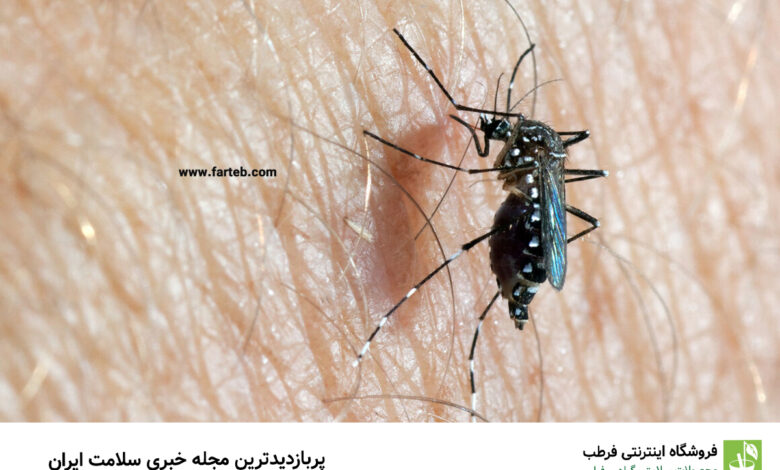  آنچه باید از از پشه آئدس و بیماری تب دنگی بدانیم/ راهکارهای پیشگیری از ابتلا به تب دنگی