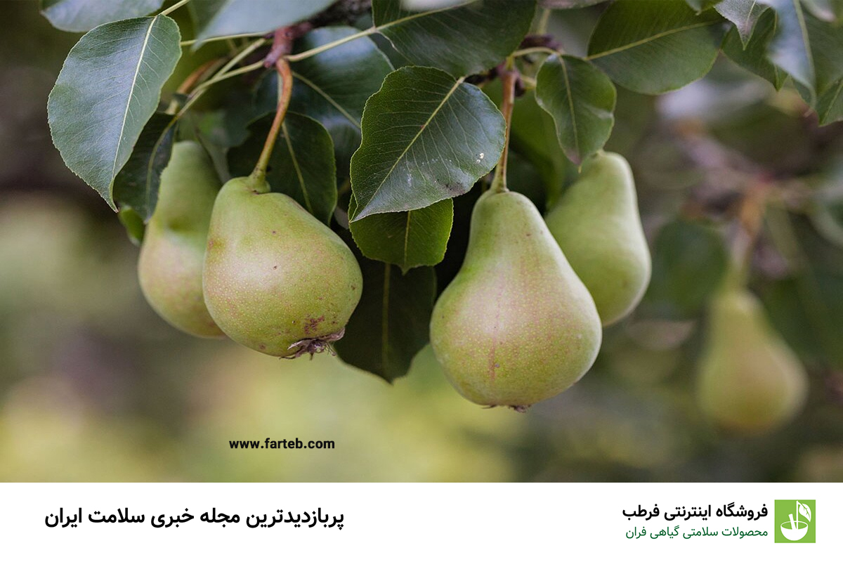 10 خاصیت شگفت‌انگیز گلابی برای سلامتی