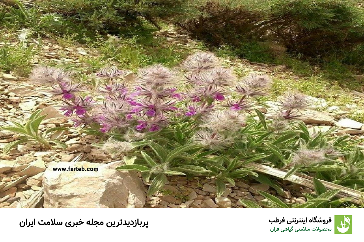 خواص چای کوهی برای بدن (10 خاصیت)