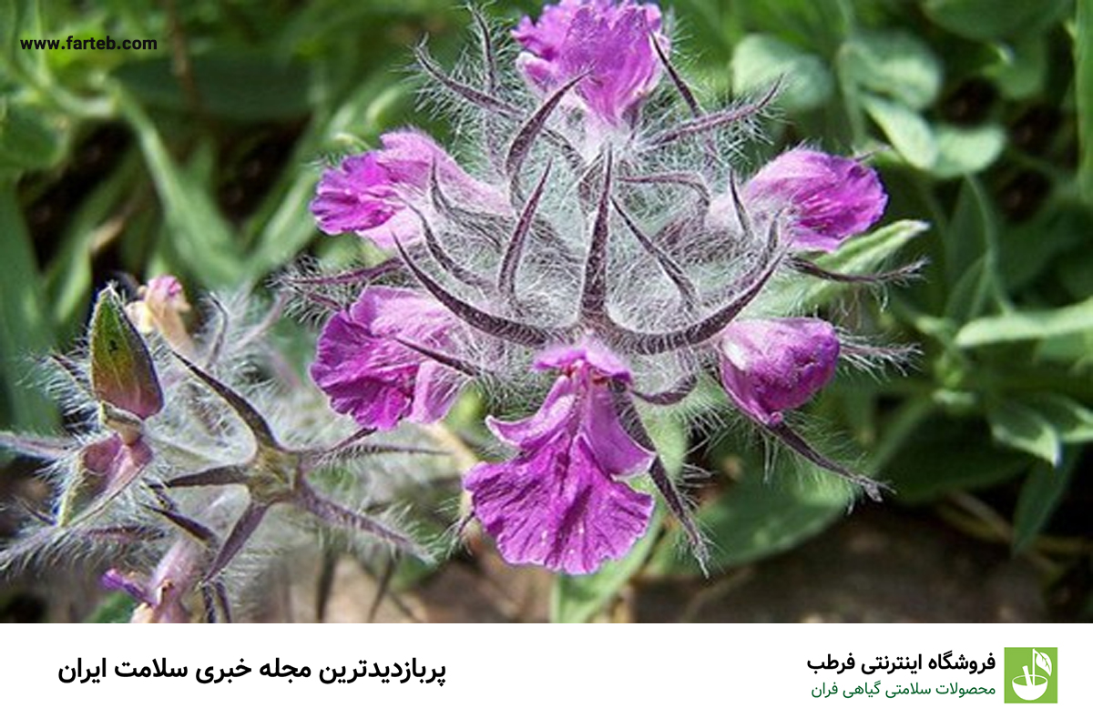 خواص چای کوهی برای بدن (10 خاصیت)
