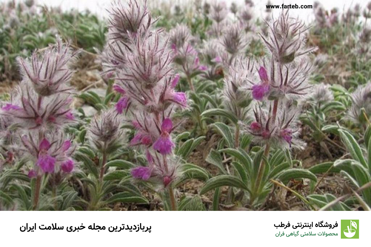 خواص چای کوهی برای بدن (10 خاصیت)
