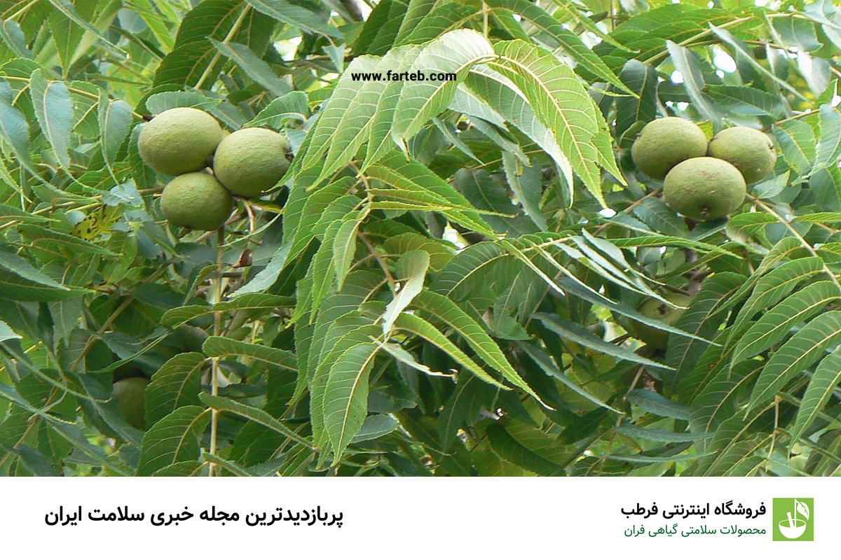 خاصیت برگ گردو (12 خاصیت فوق العاده)