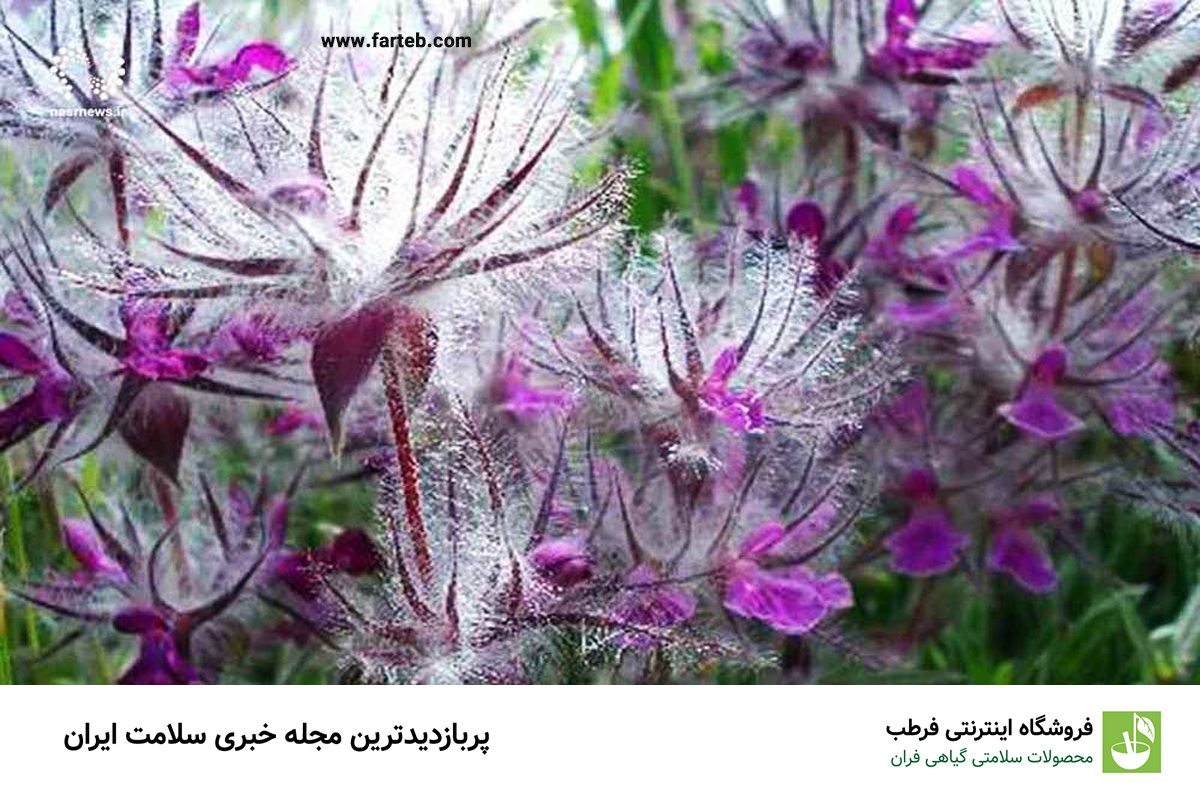 خواص چای کوهی برای بدن (10 خاصیت)