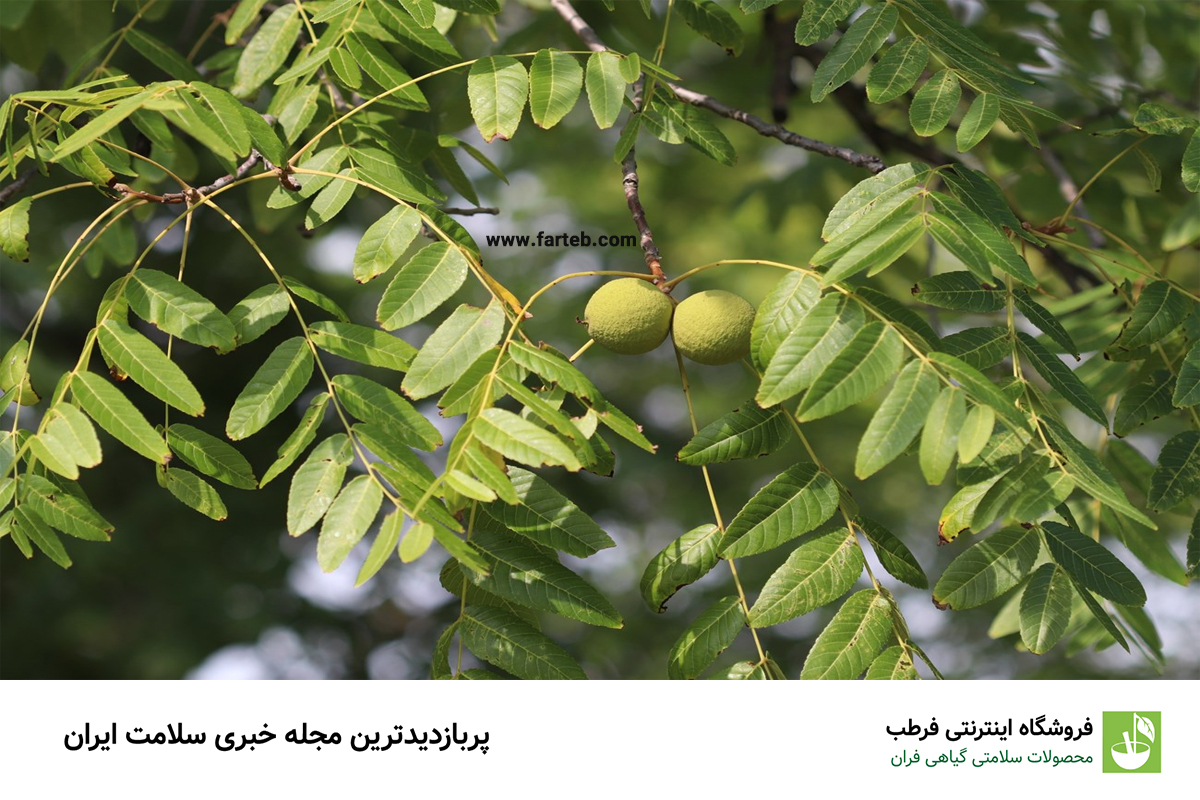 خاصیت برگ گردو (12 خاصیت فوق العاده)