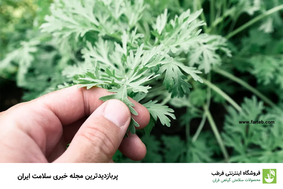 افسنطین: گیاه ضد میکروب و ضد انگل
