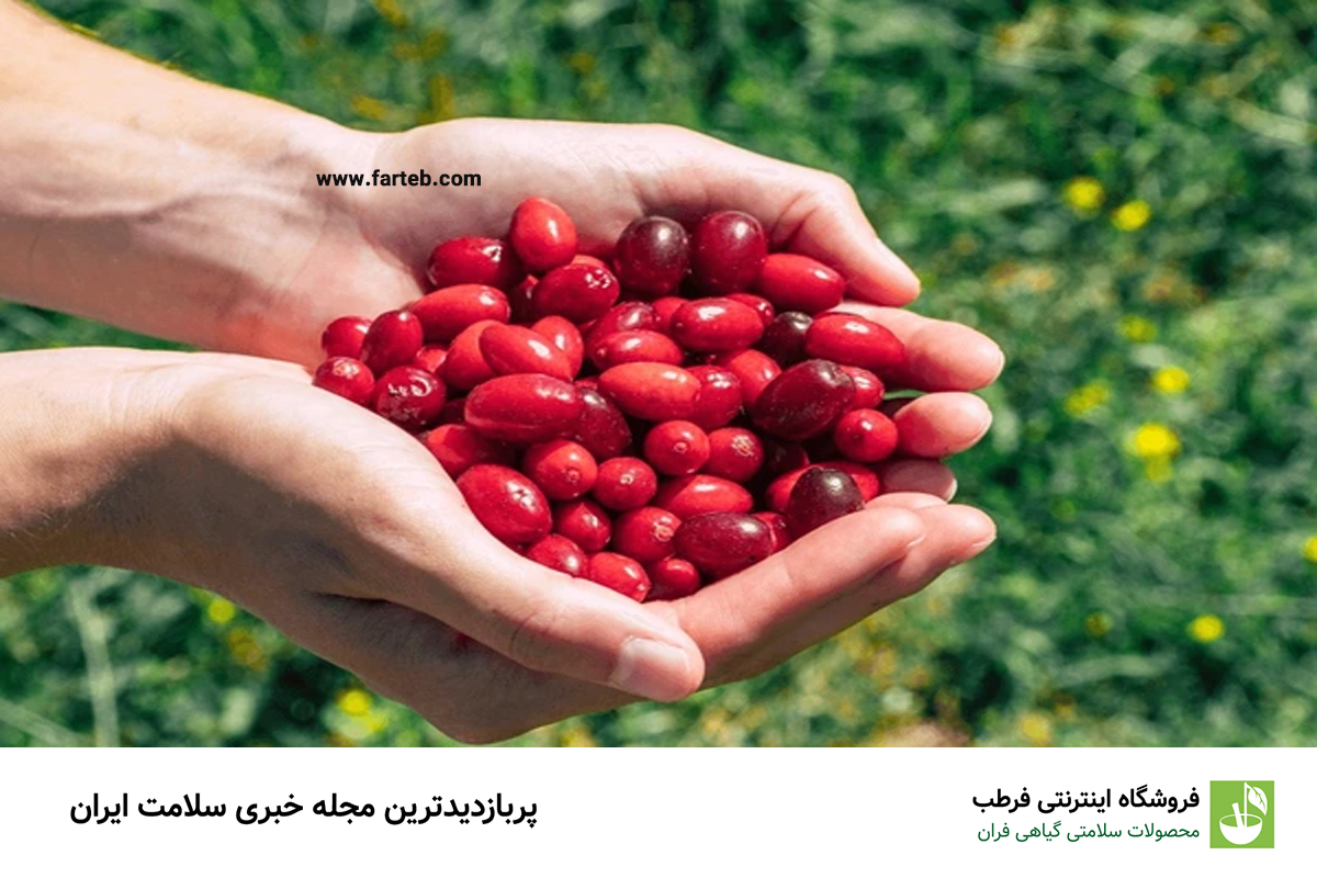 خواص شگفت انگیز زغال اخته برای درمان کبد چرب و سنگ کلیه