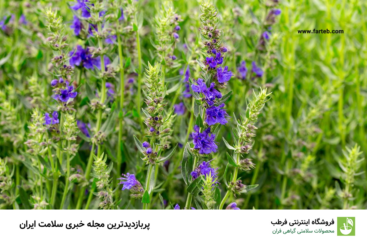 خاصیت زوفا (+عوارض)