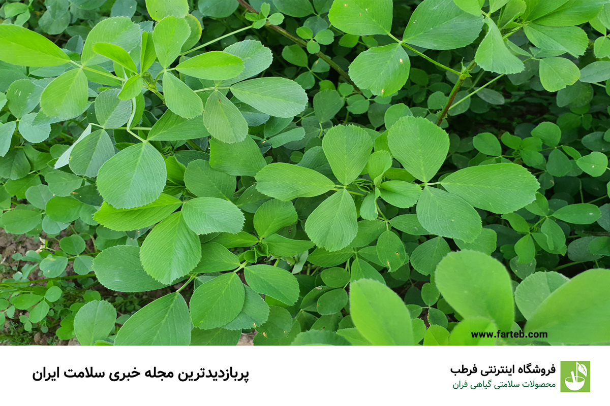 خواص عرق یونجه (+طریقه مصرف آن برای چاقی)