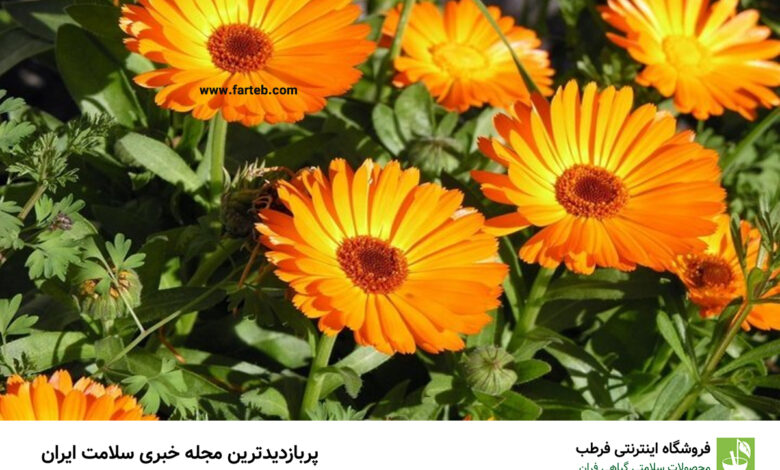 خاصیت گل همیشه بهار (+طرز تهیه دمنوش)