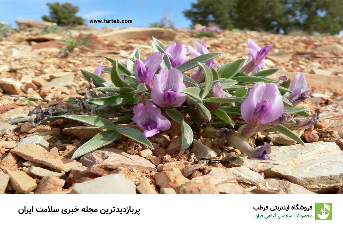 خواص گیاه گون برای بدن و اعصاب