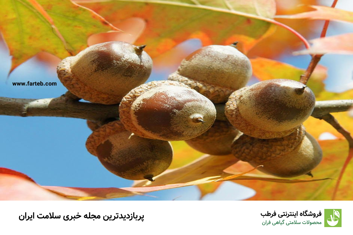 فواید مصرف میوه بلوط و درمان چندین بیماری