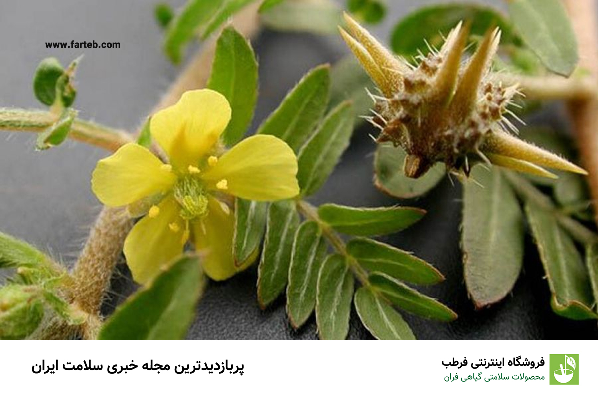 فواید عرق خارخاسک