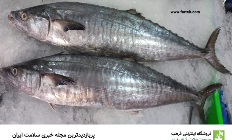 ۱۰ مورد از فواید مصرف ماهی شیر جنوب