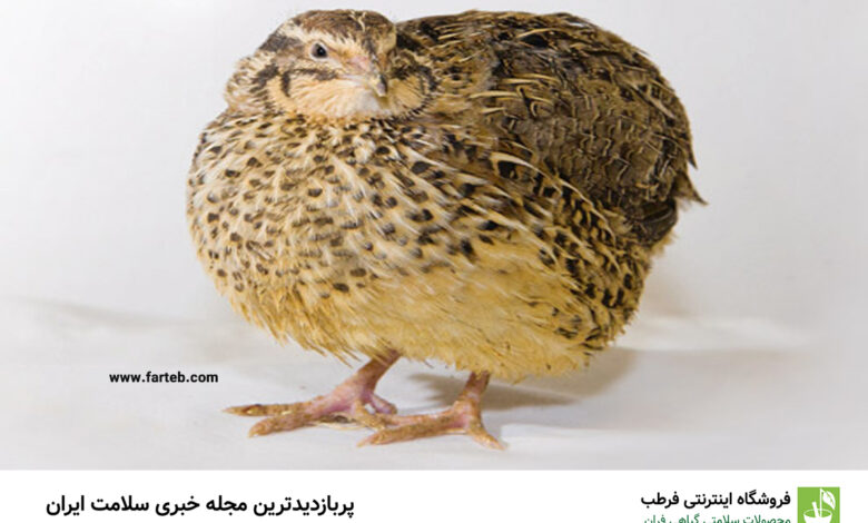 خاصیت گوشت بلدرچین