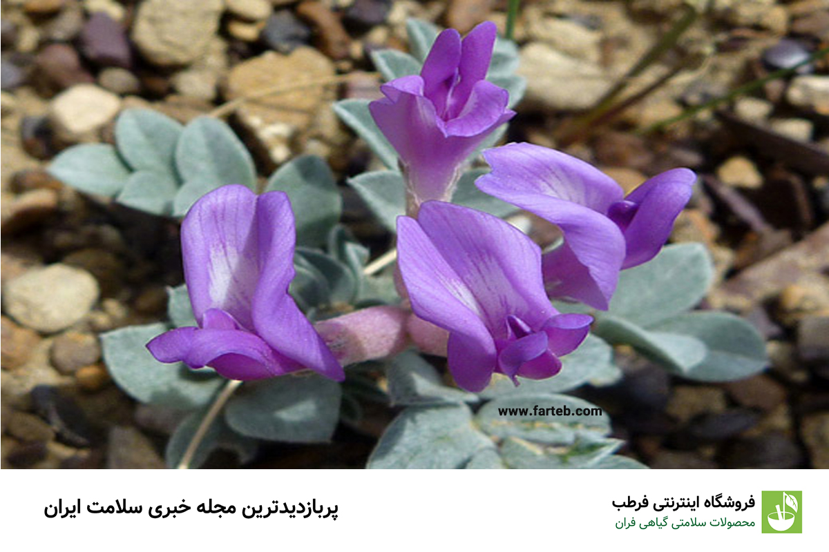 خواص گیاه گون برای بدن و اعصاب