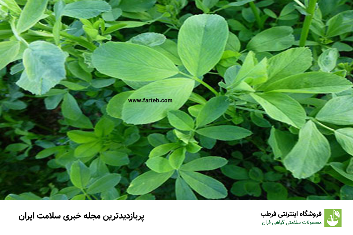 خواص عرق یونجه (+طریقه مصرف آن برای چاقی)