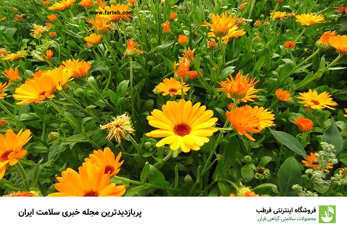 خاصیت گل همیشه بهار (+طرز تهیه دمنوش)