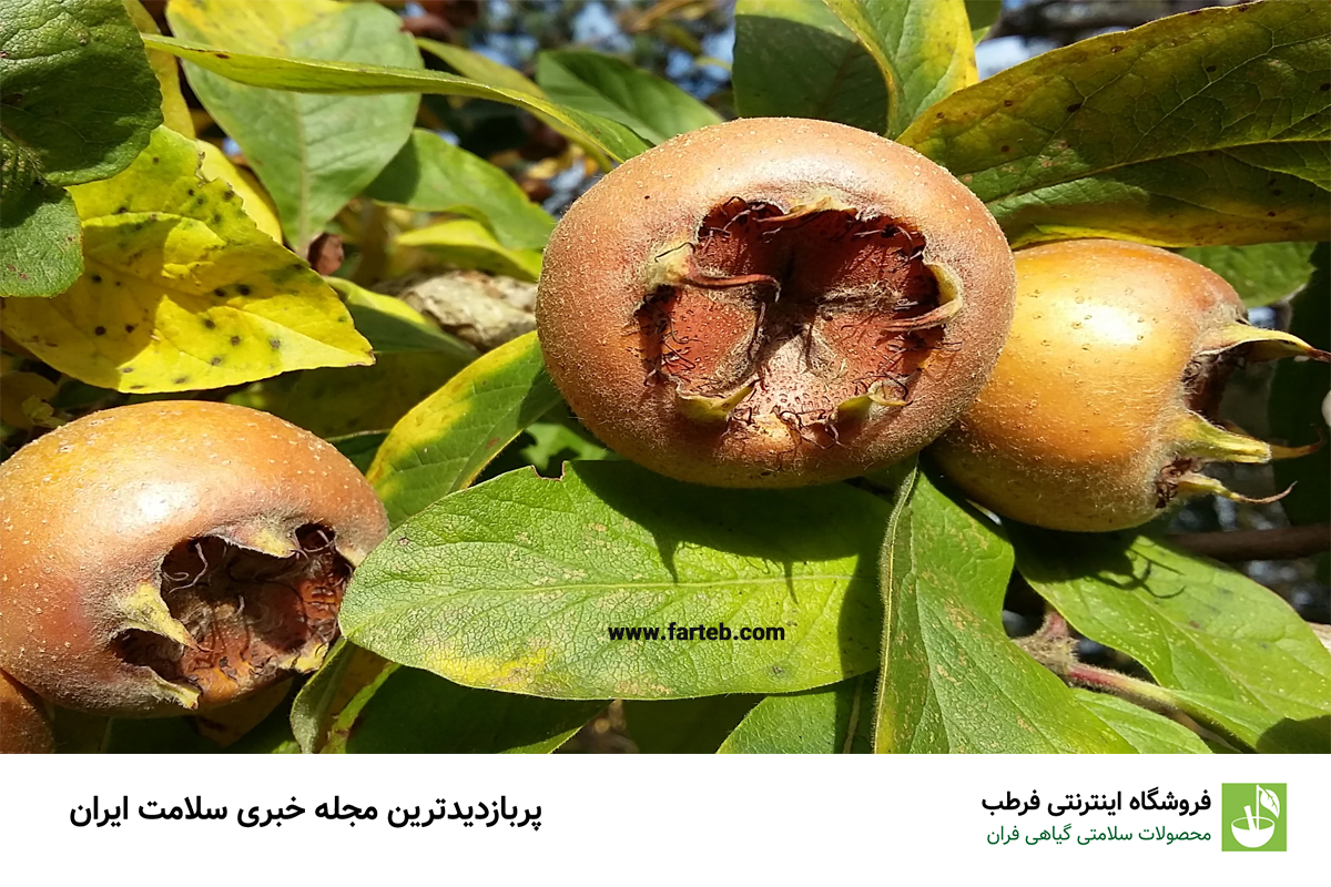 خواص ازگیل برای مردان