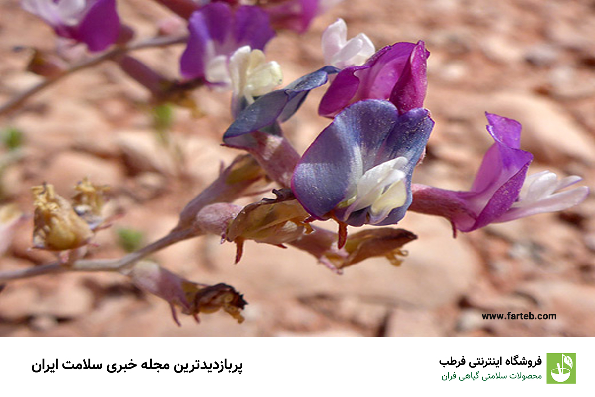 خواص گیاه گون برای بدن و اعصاب