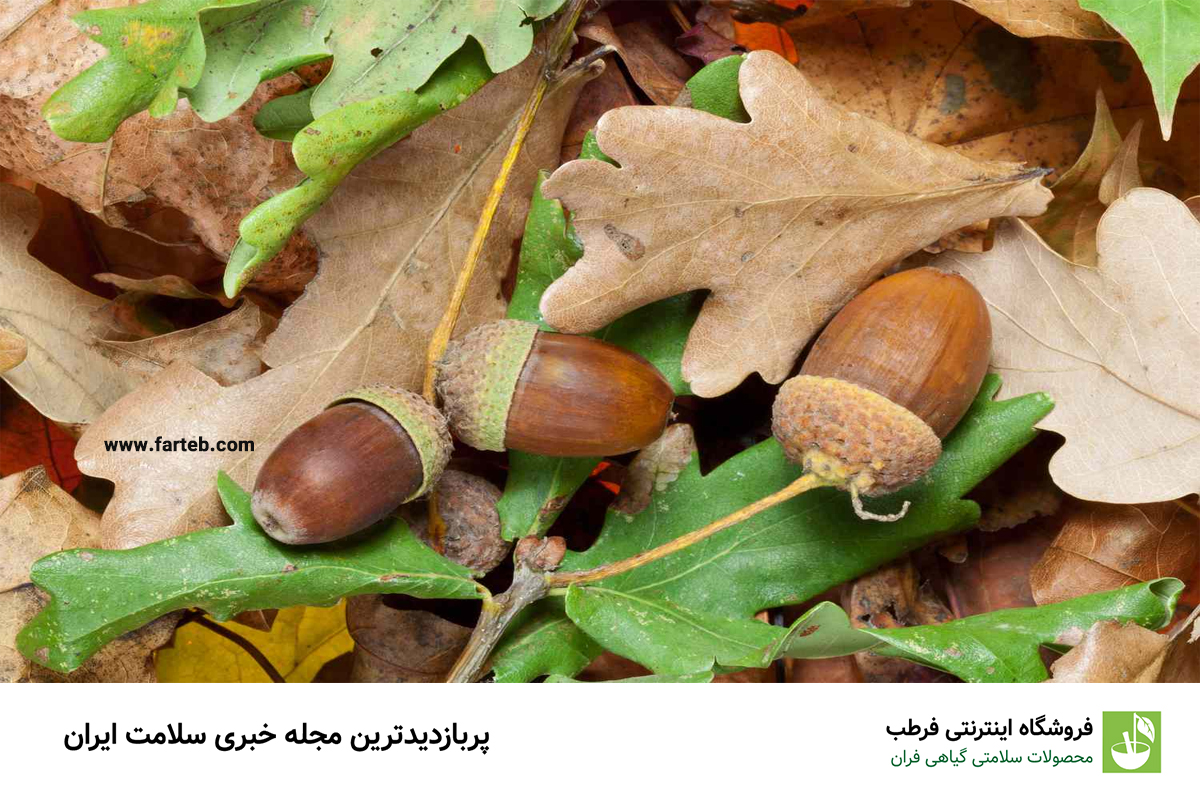 فواید مصرف میوه بلوط و درمان چندین بیماری