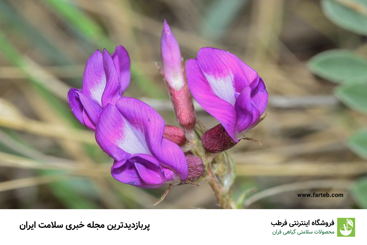خواص گیاه گون برای بدن و اعصاب