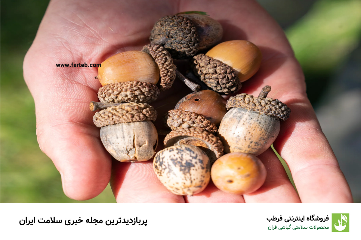 فواید مصرف میوه بلوط و درمان چندین بیماری