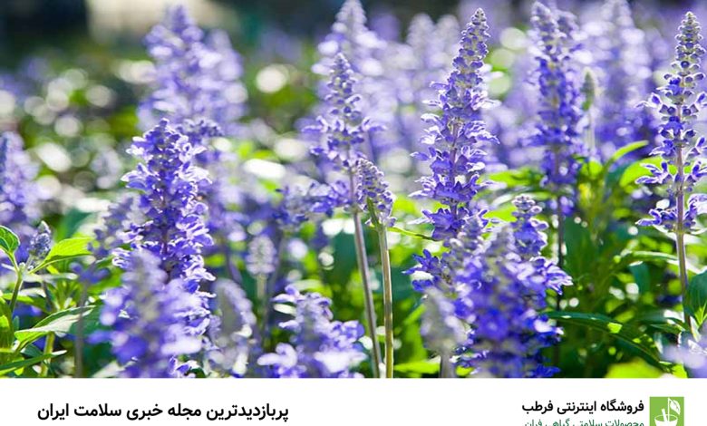 خاصیت زوفا (+عوارض)