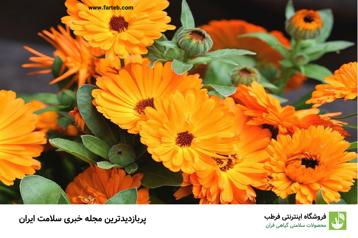 خاصیت گل همیشه بهار (+طرز تهیه دمنوش)