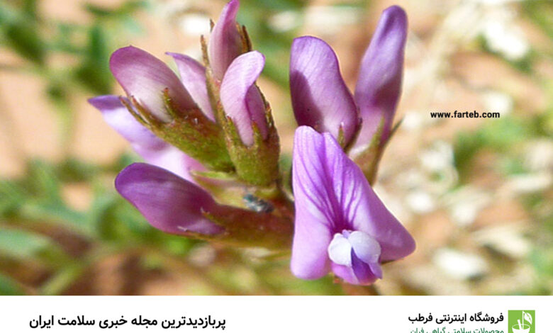 خواص گیاه گون برای بدن و اعصاب