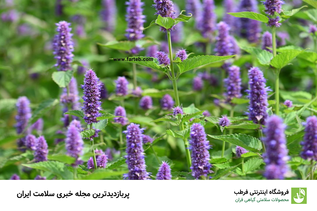 خاصیت زوفا (+عوارض)