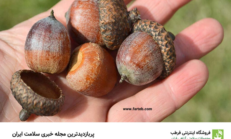 فواید مصرف میوه بلوط و درمان چندین بیماری
