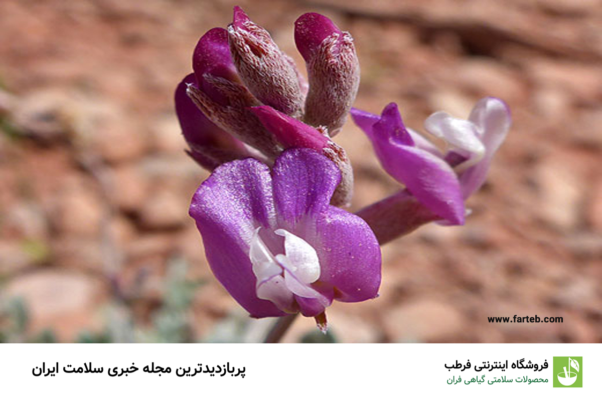 خواص گیاه گون برای بدن و اعصاب