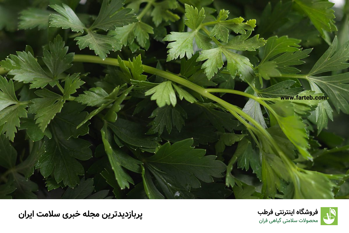 دم‌کرده این سبزی ناشتا سنگ کلیه رو پودر می‌کنه | نابودگر سنگ کلیه کشف شد