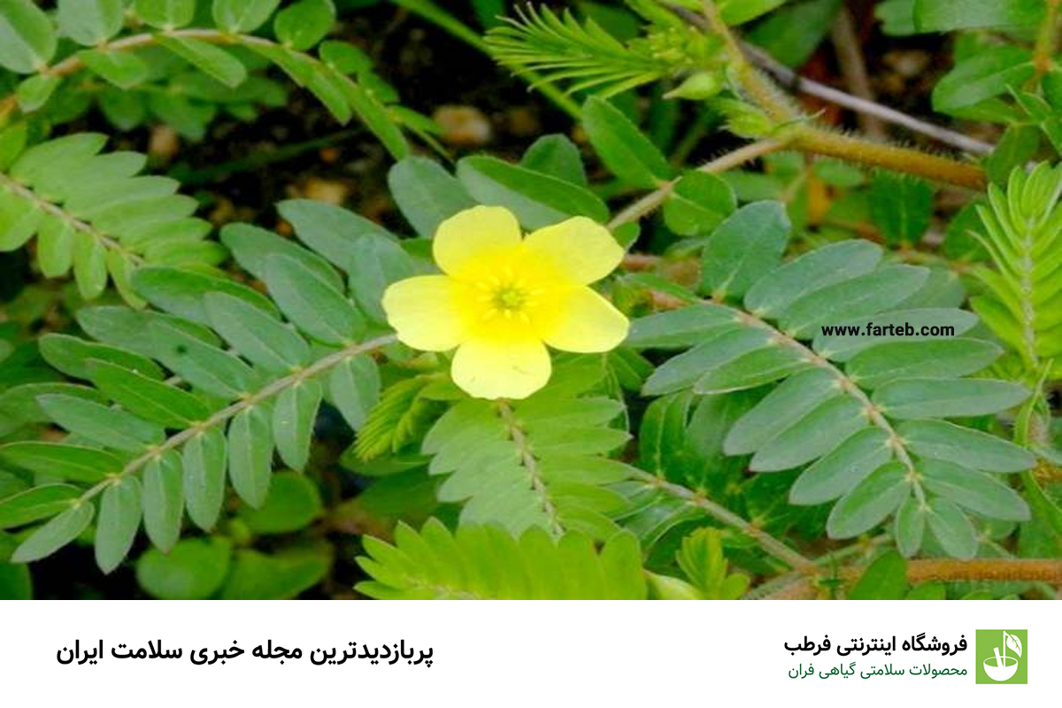 فواید عرق خارخاسک