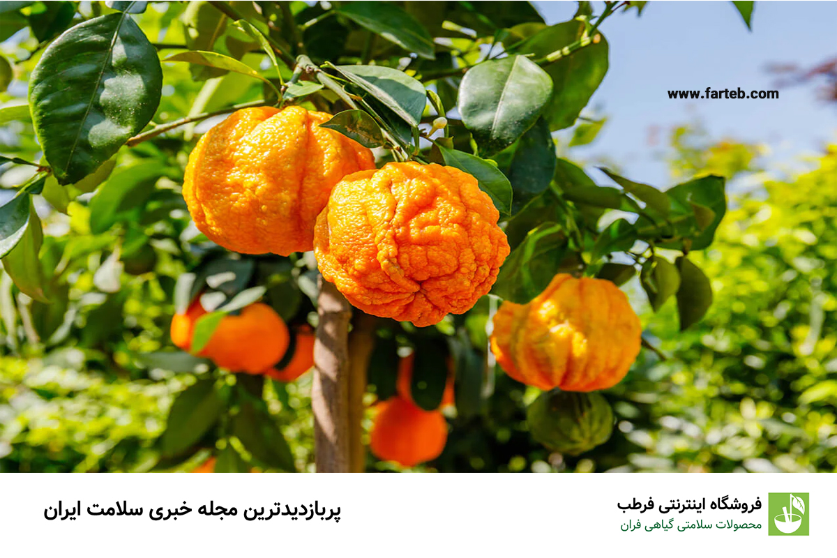 مضرات نارنج برای بارداری، فشار خون، کبد، غلظت خون و دیابت!