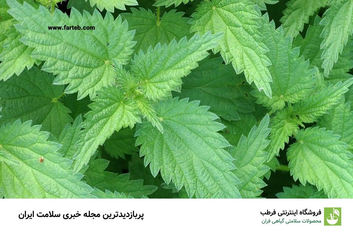 گزنه: گیاهی با خواص آنتیهیستامینی