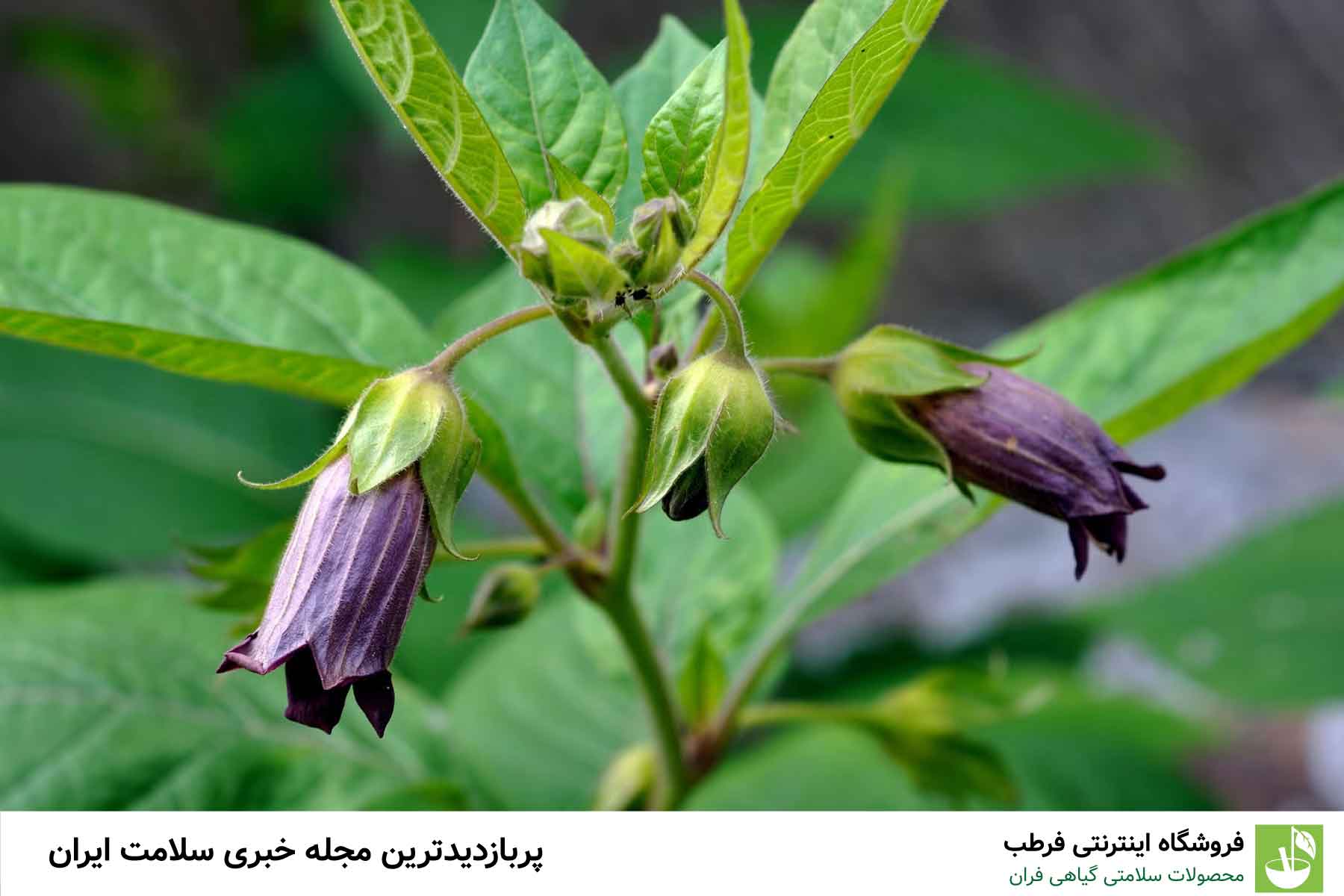 چرا این گیاه معجزه میکند؟