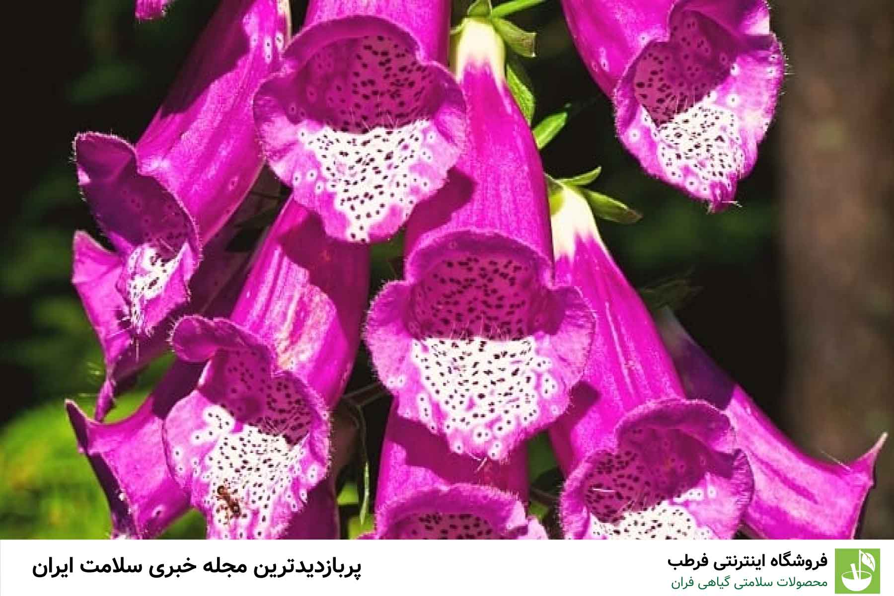 چگونه از این گیاه استفاده کنیم؟
